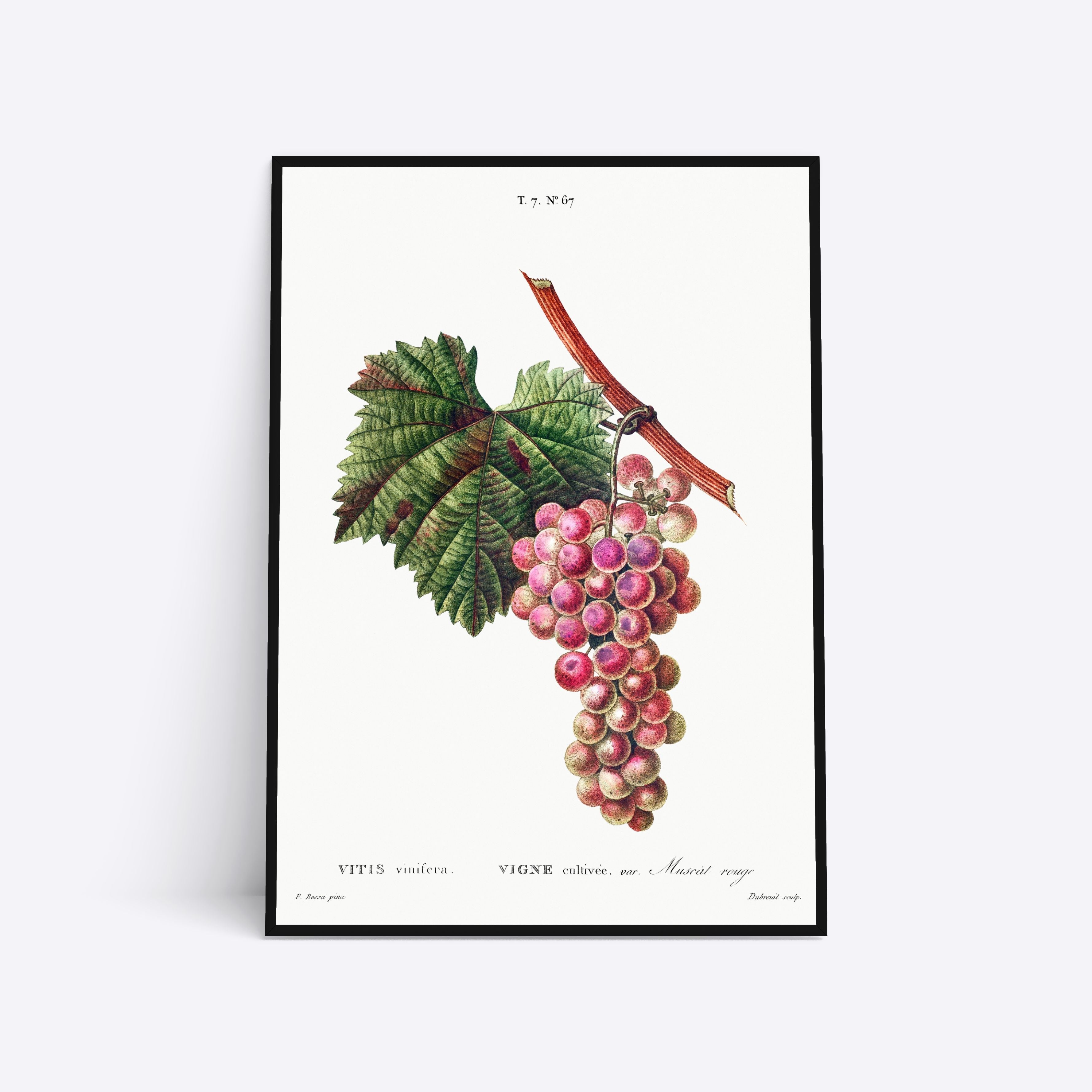 Se Vigne Cultivee - 70x100 cm hos Poster Society