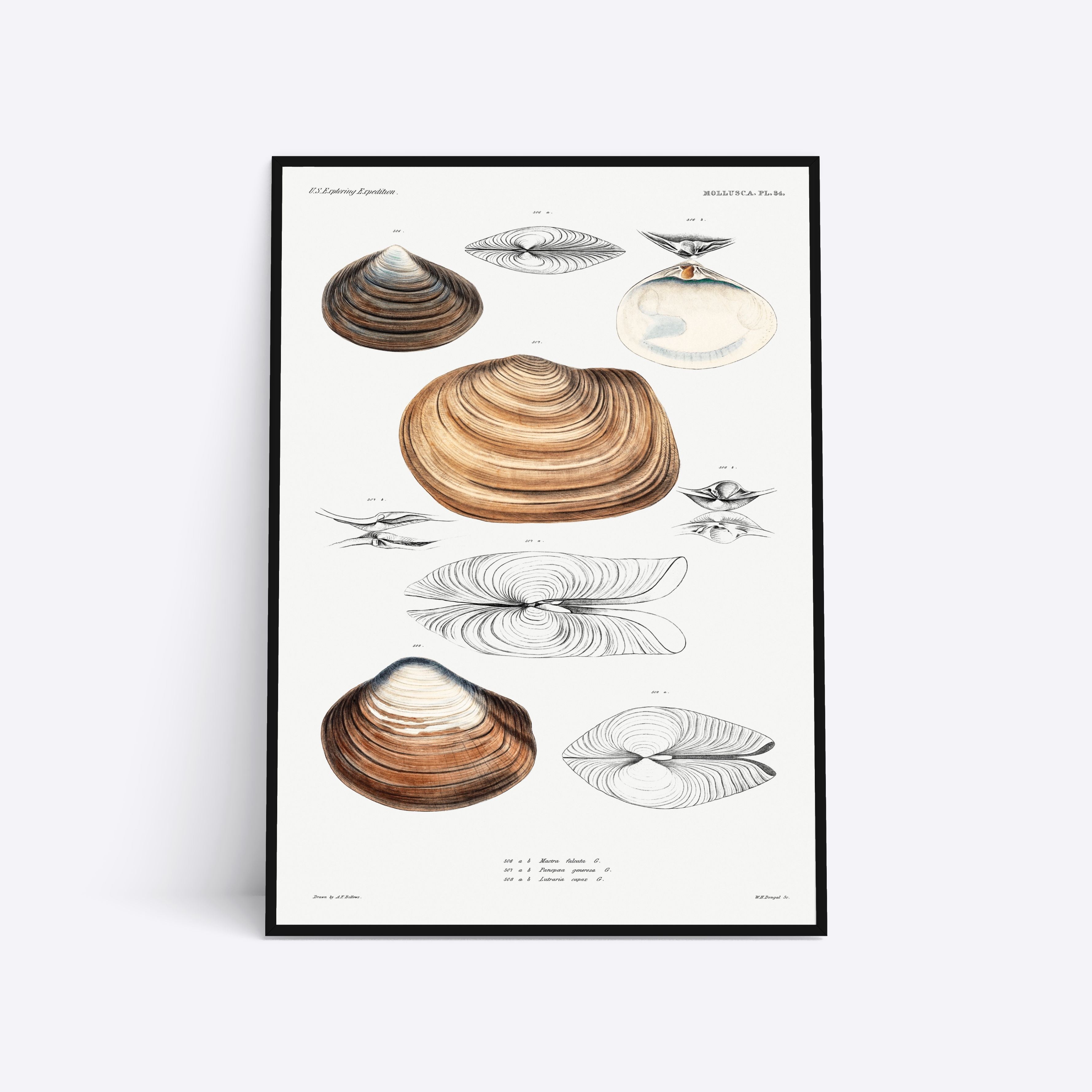 Se Mollusca - 50x70 cm hos Poster Society