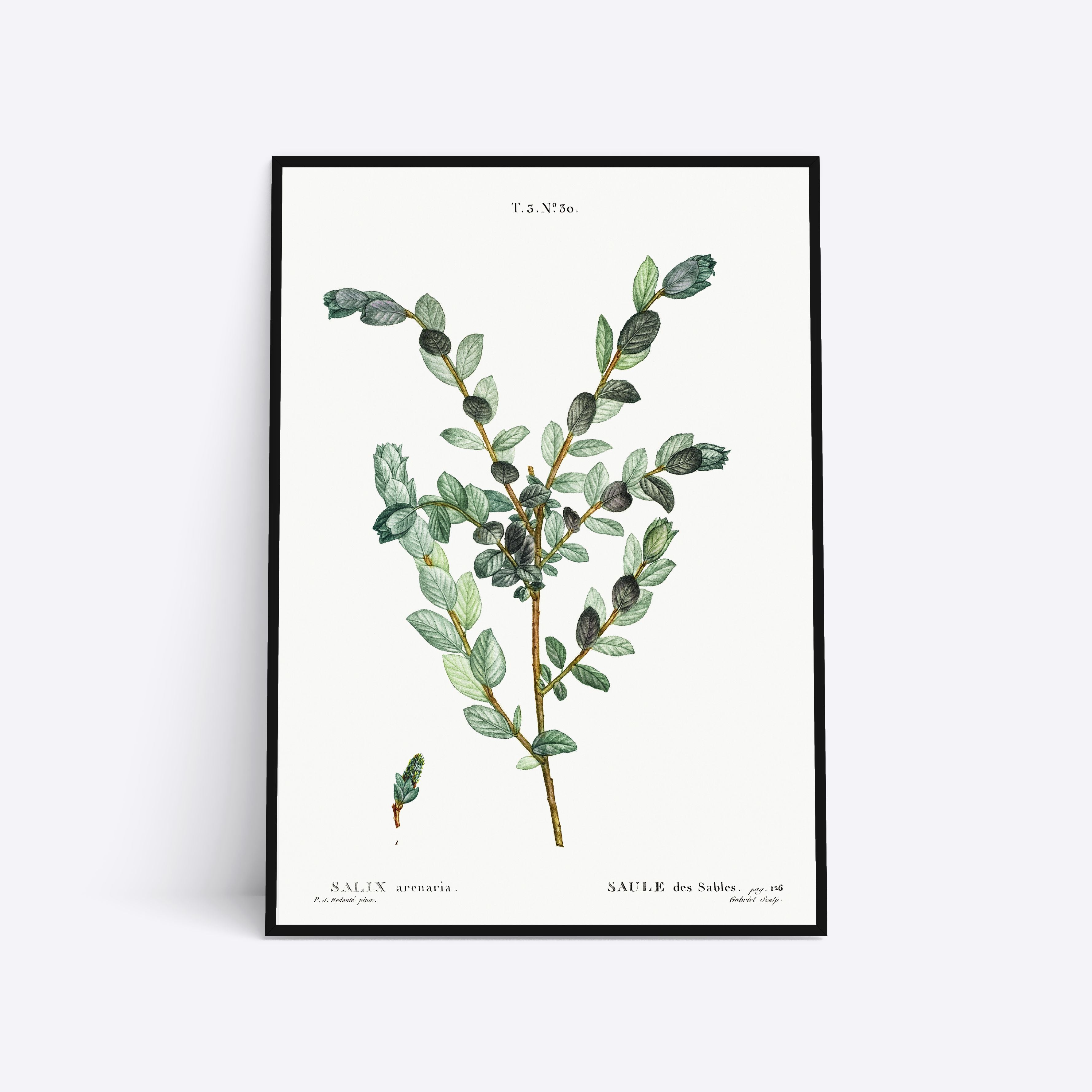 Se Salix Arenaria - 50x70 cm hos Poster Society