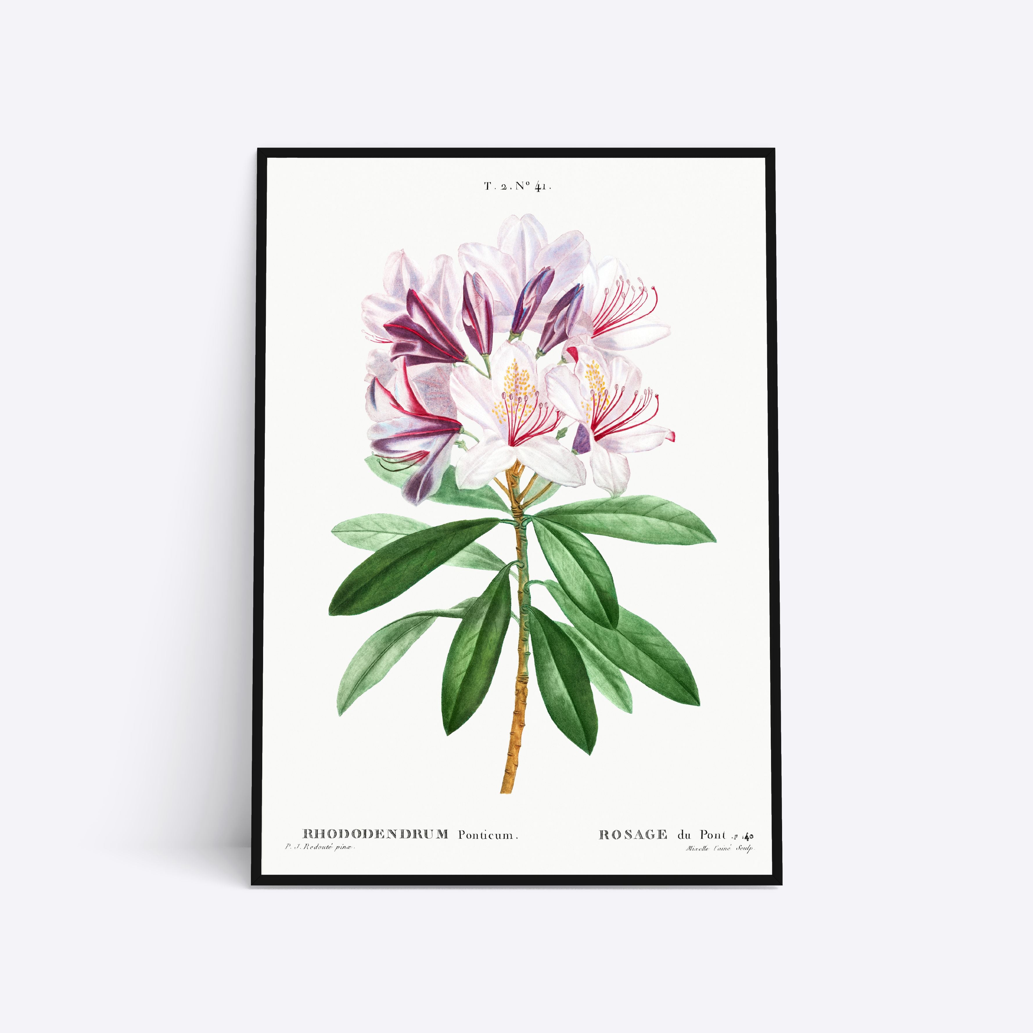 Billede af Rhododendrum Ponticum - 21x30 cm