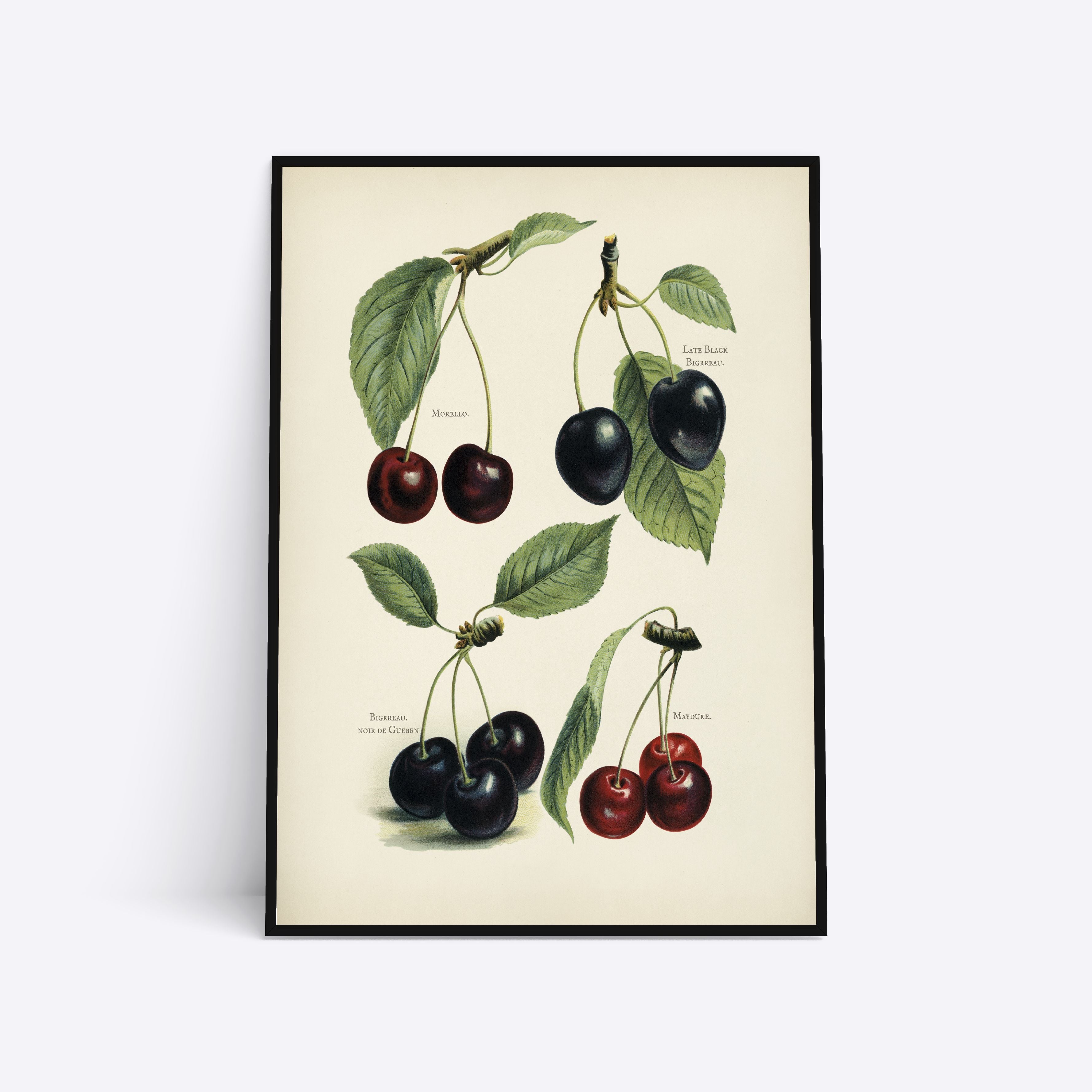 Billede af Cherries - 21x30 cm