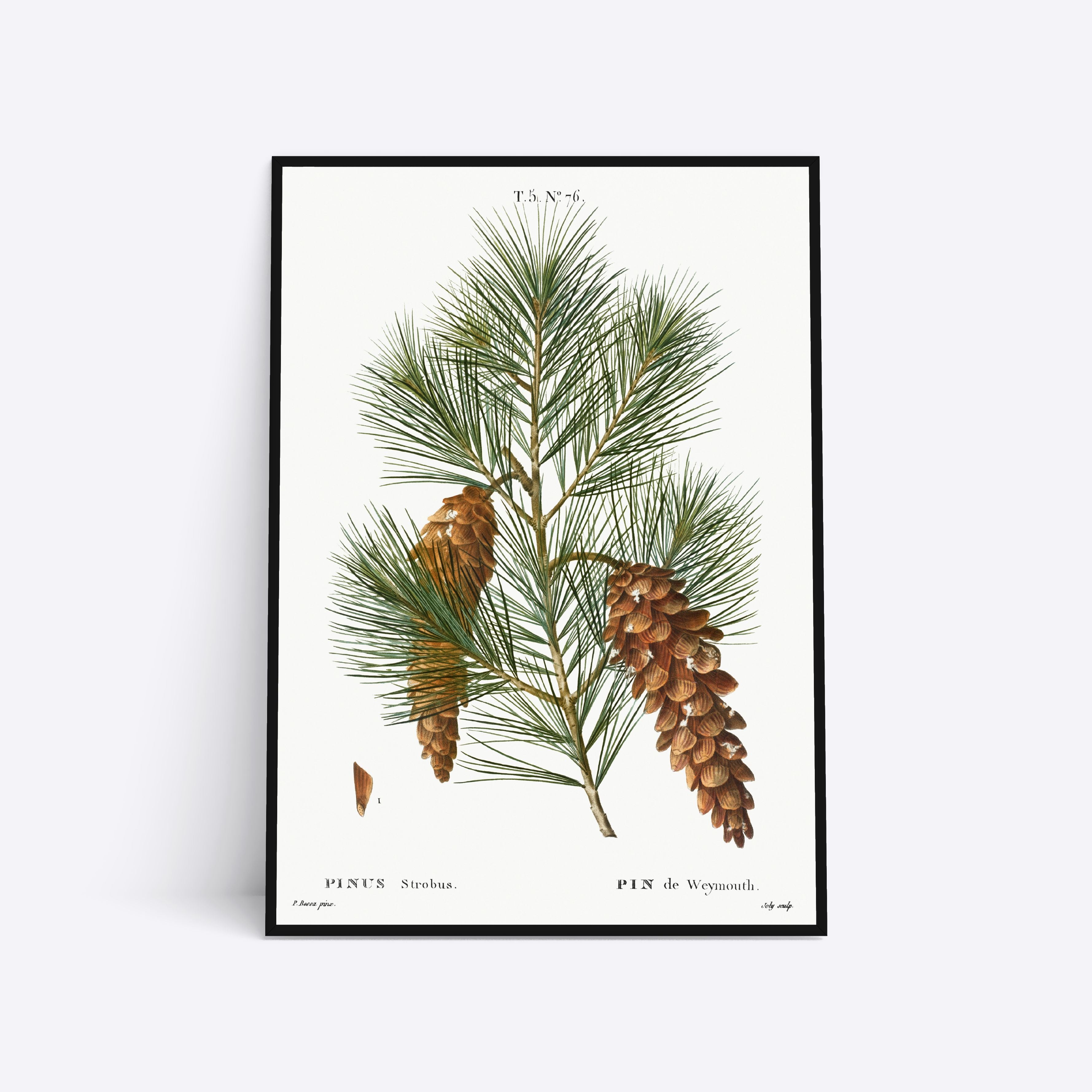 Billede af Pinus Strobus - 21x30 cm