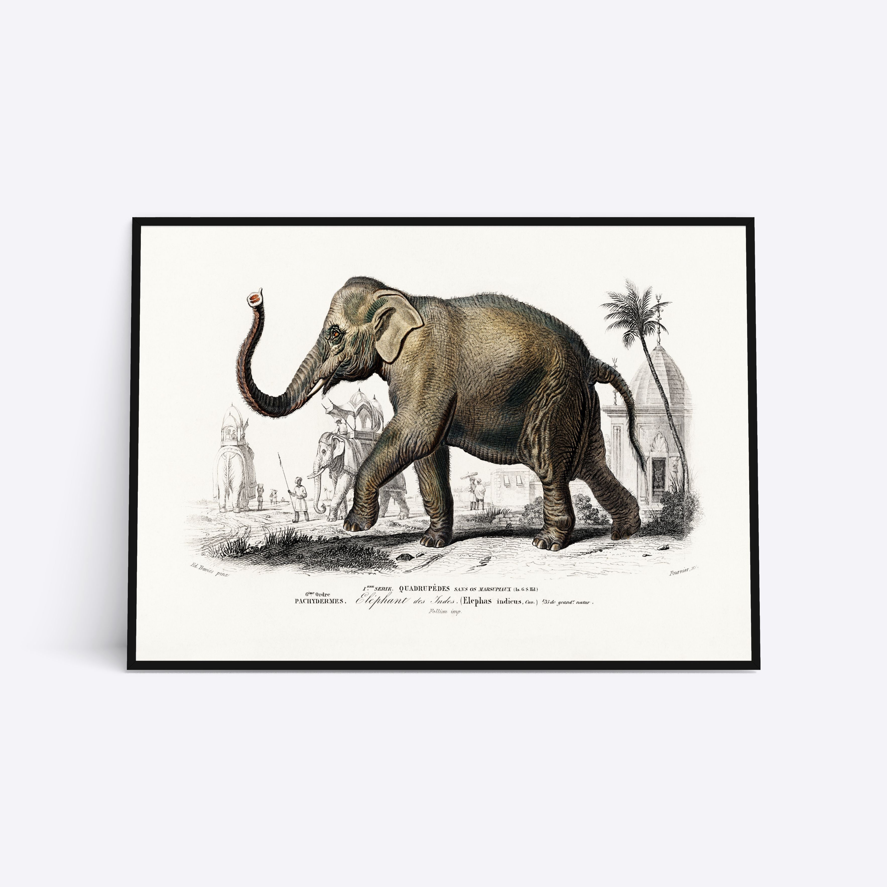 Se Elephant - 50x70 cm hos Poster Society