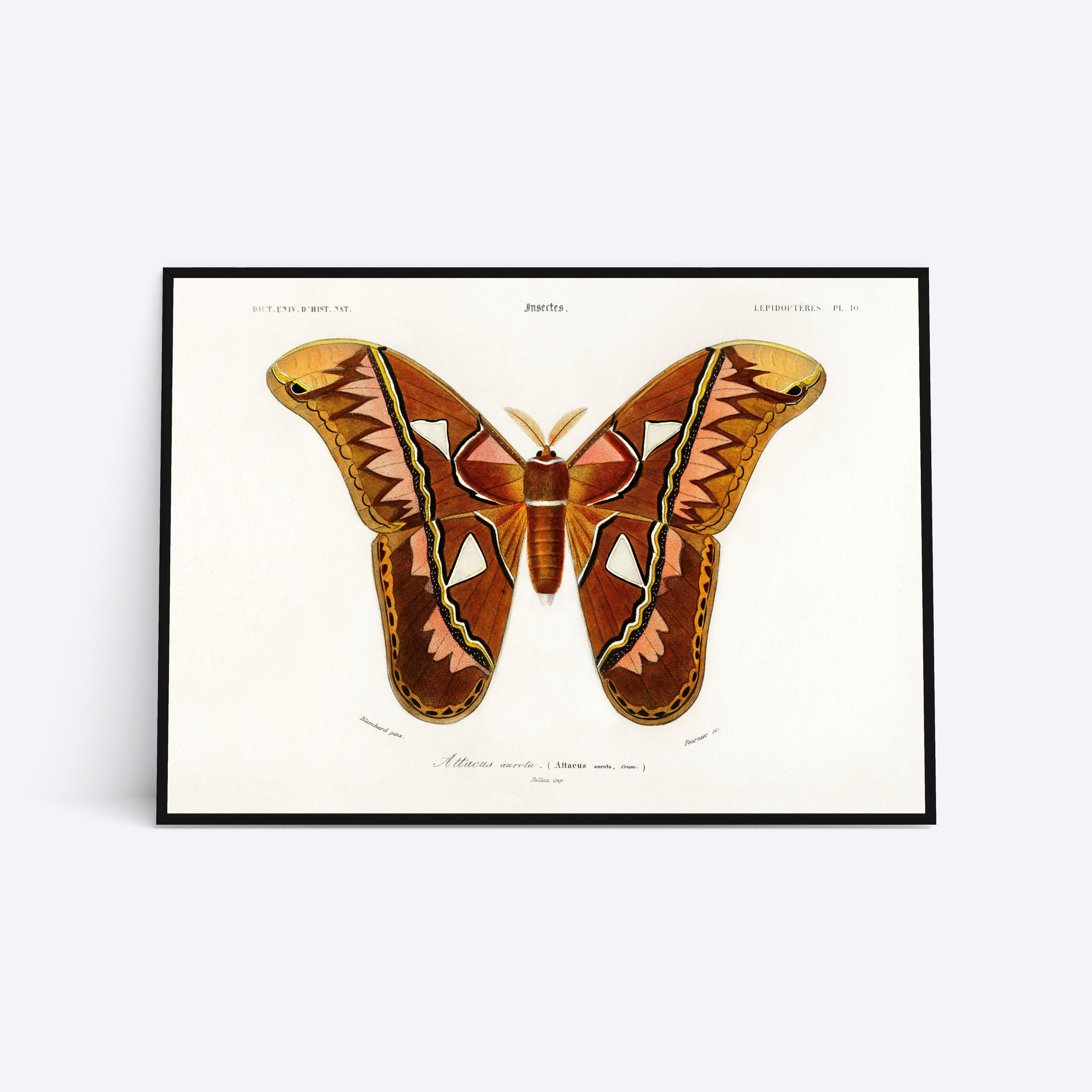 Billede af Butterfly - 21x30 cm