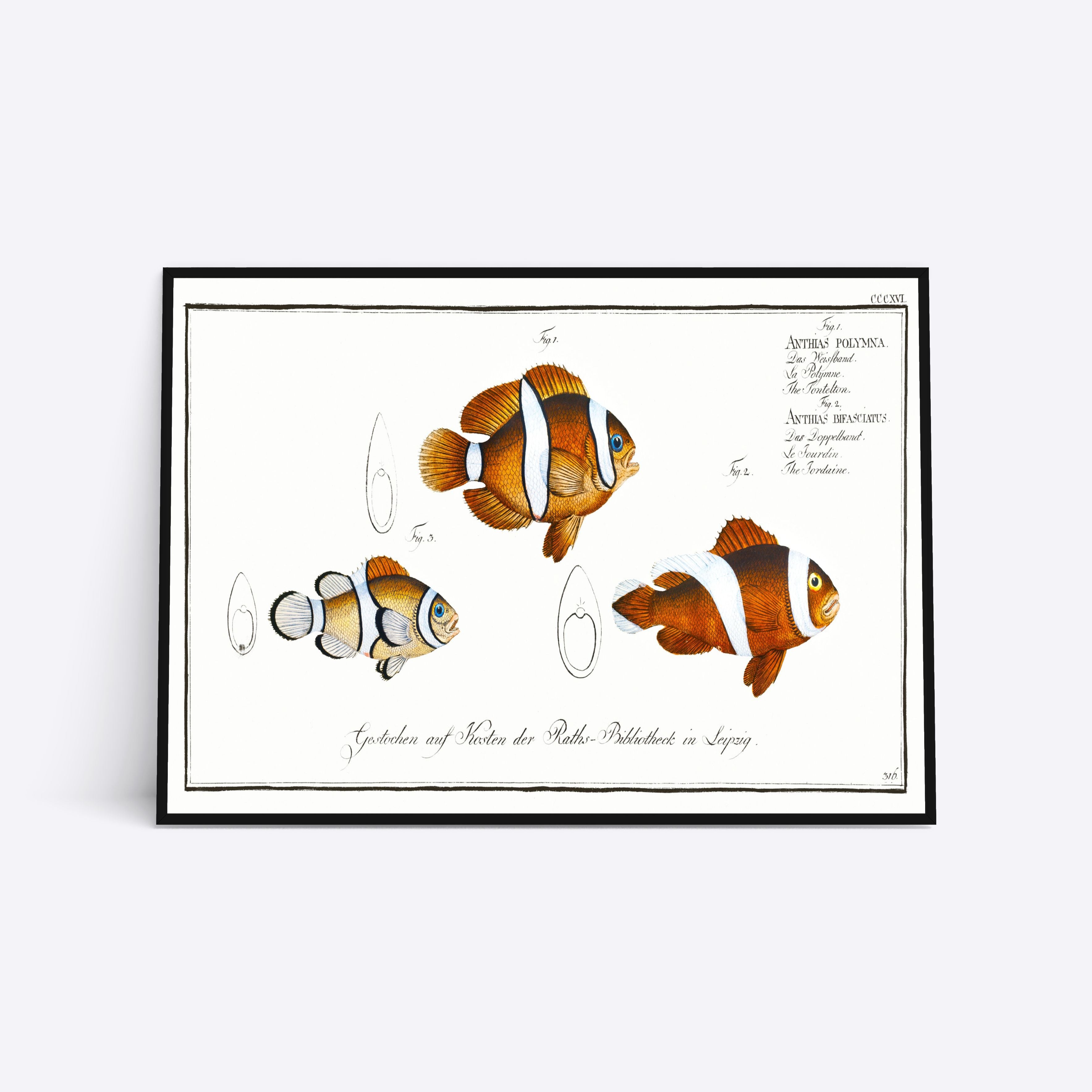 Se Nemo - 50x70 cm hos Poster Society