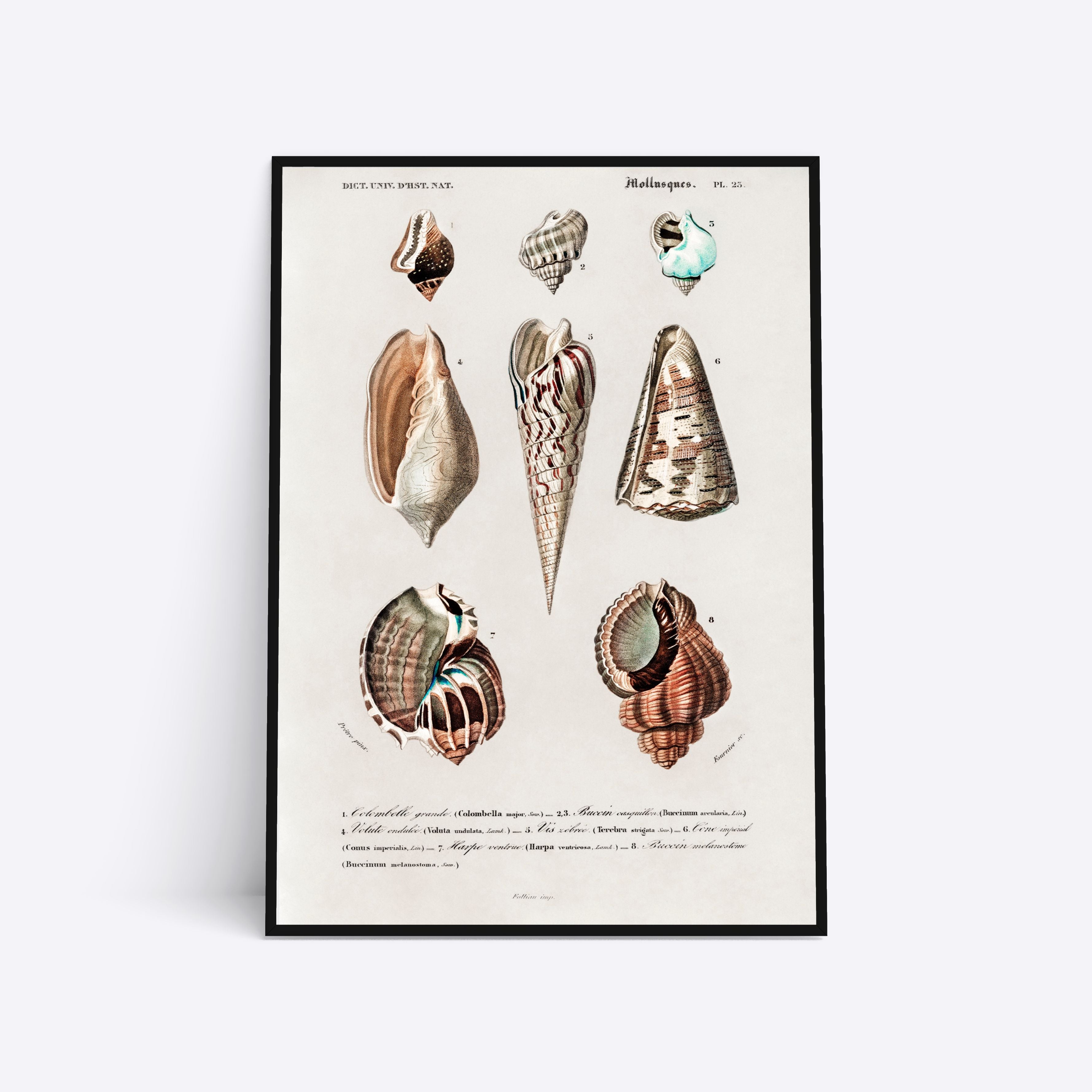 Se Mollusques - 70x100 cm hos Poster Society