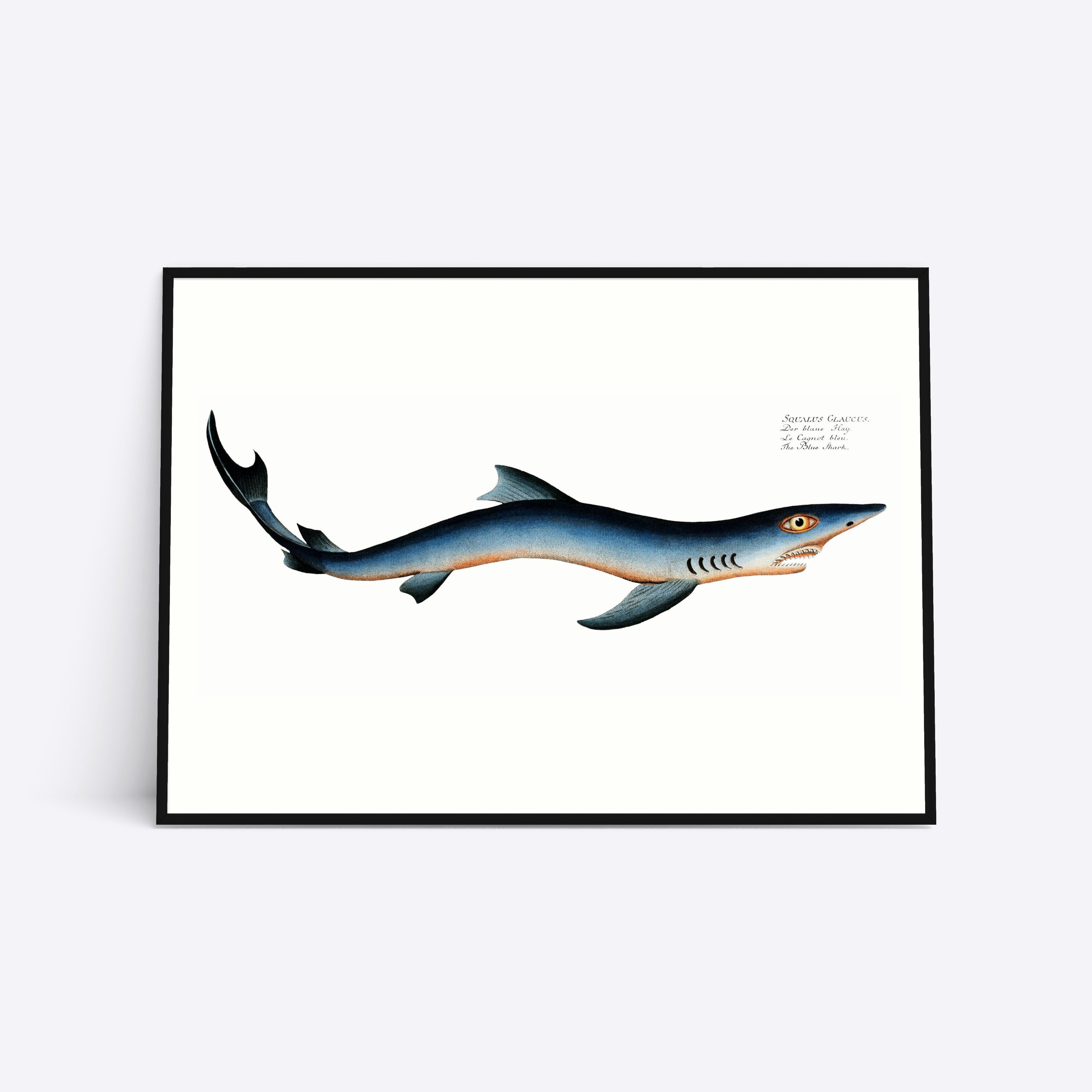 Se Blue Shark - 30x40 cm hos Poster Society