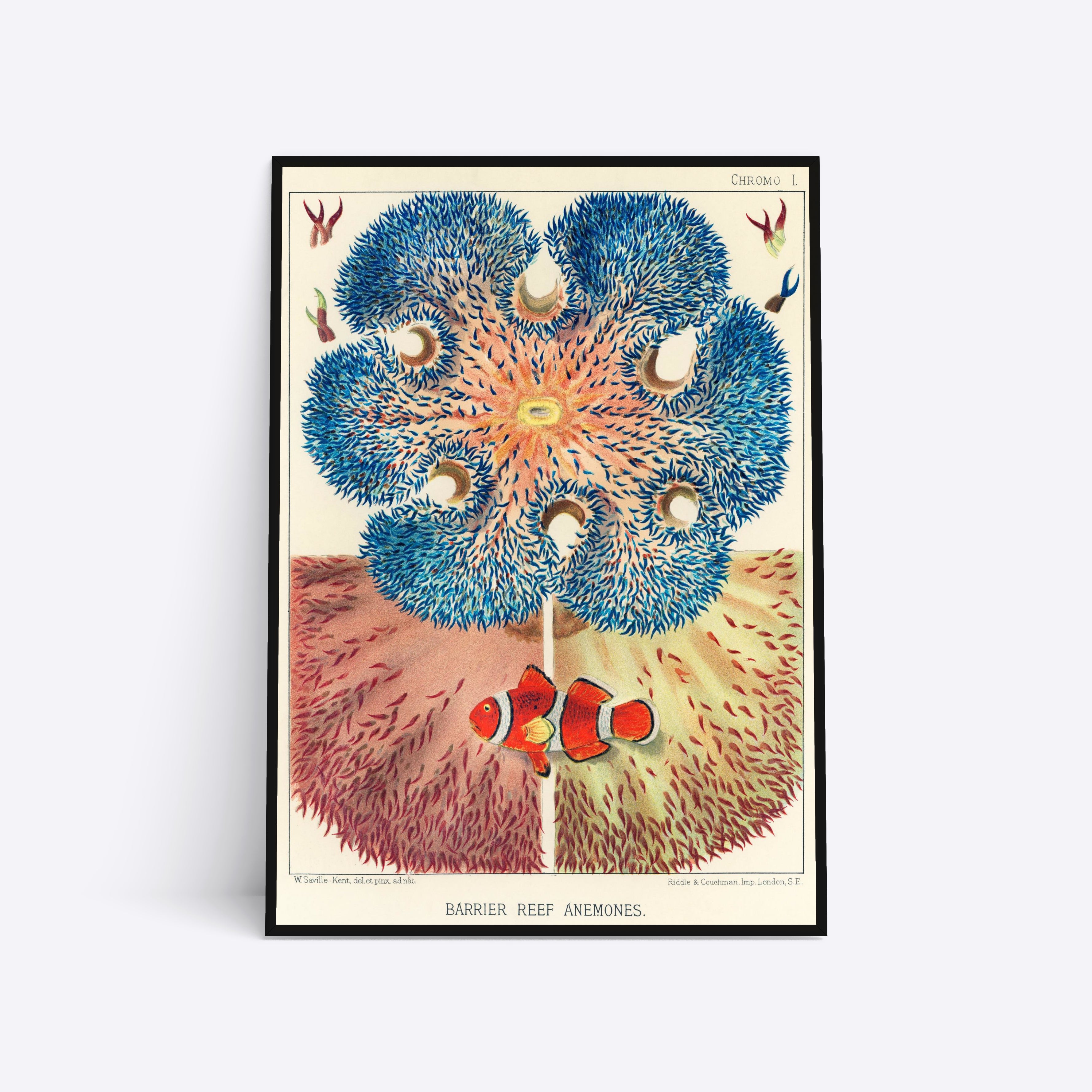 Se Barrier Reef Anemones - 30x40 cm hos Poster Society