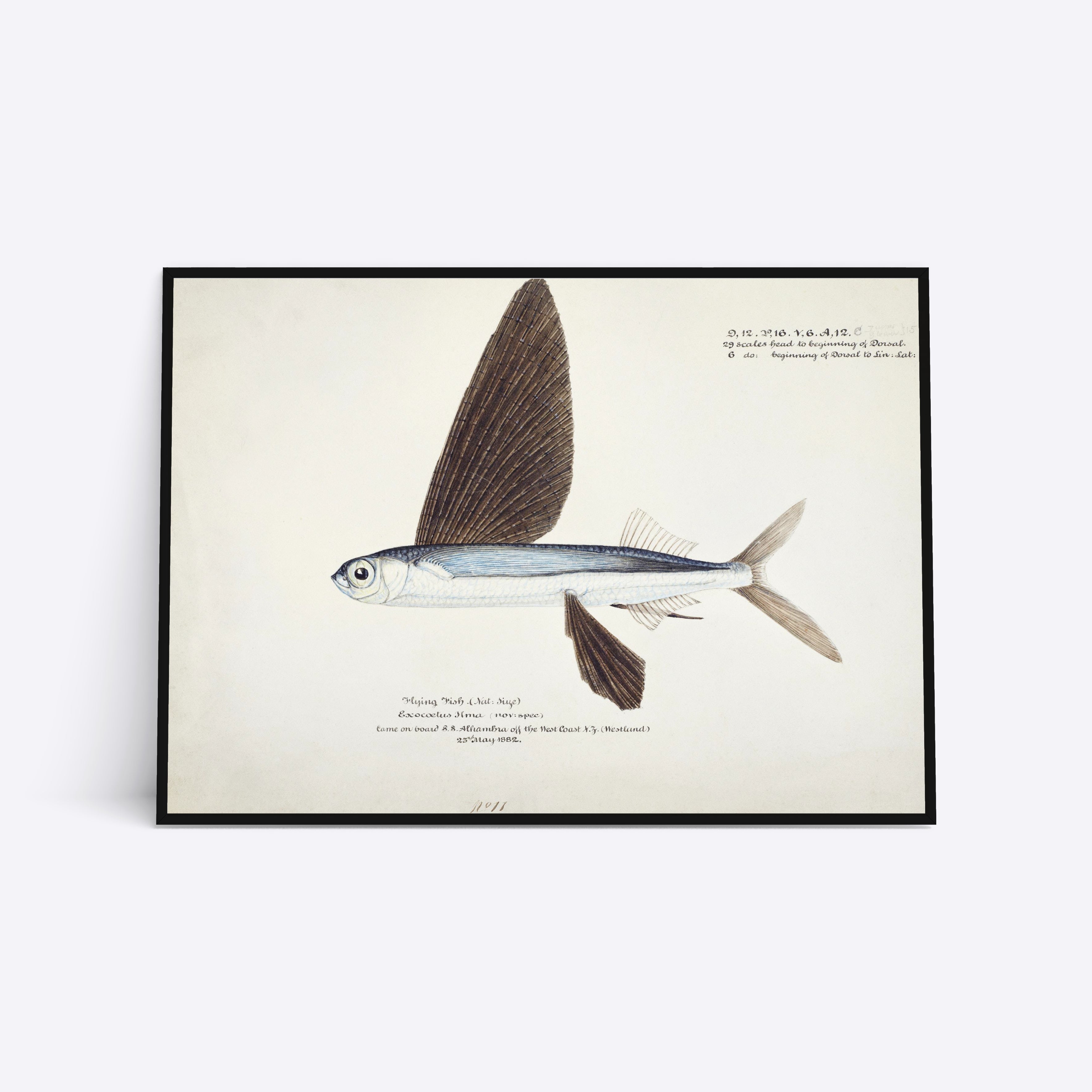 Billede af Flying Fish - 21x30 cm