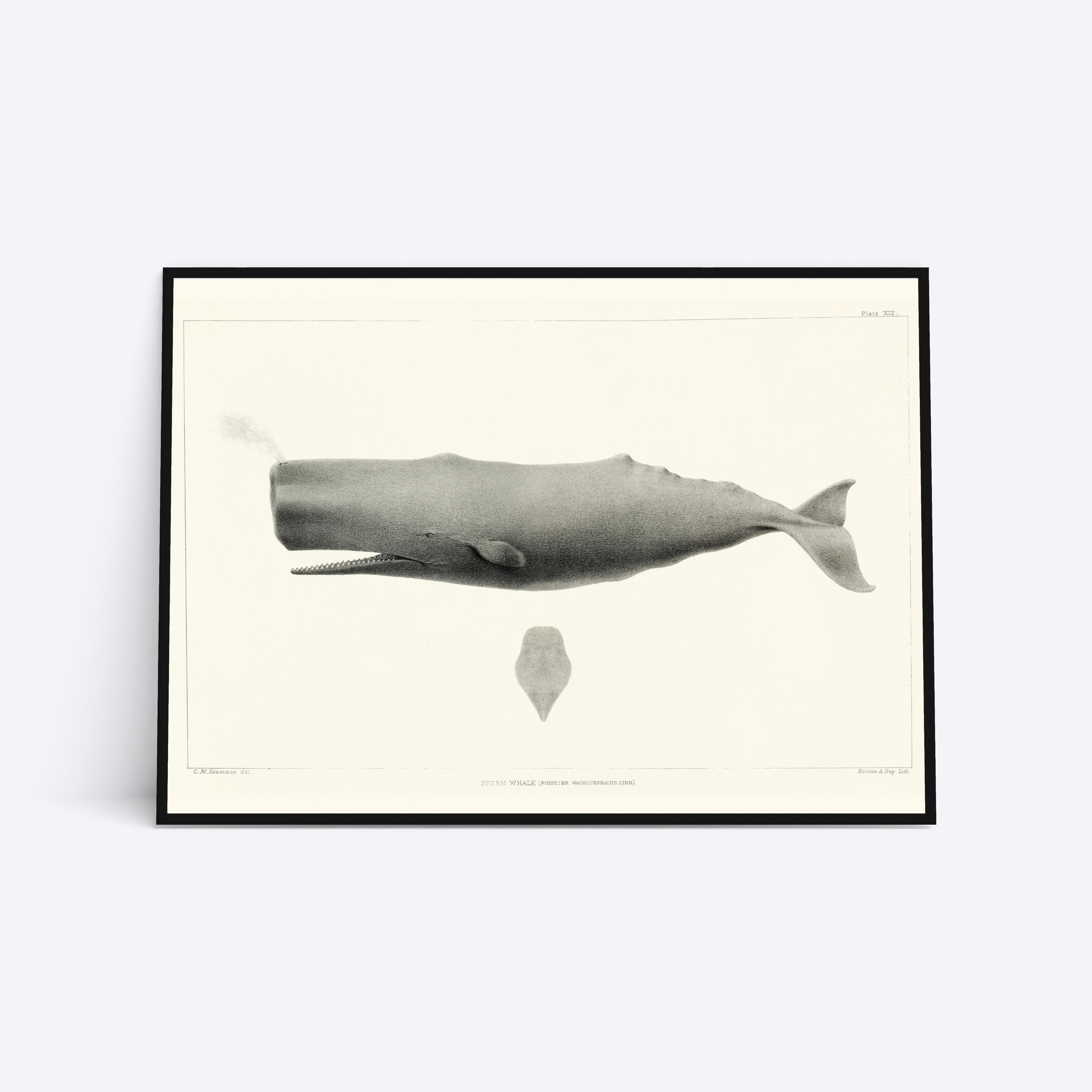 Se Sperm Whale - 30x40 cm hos Poster Society