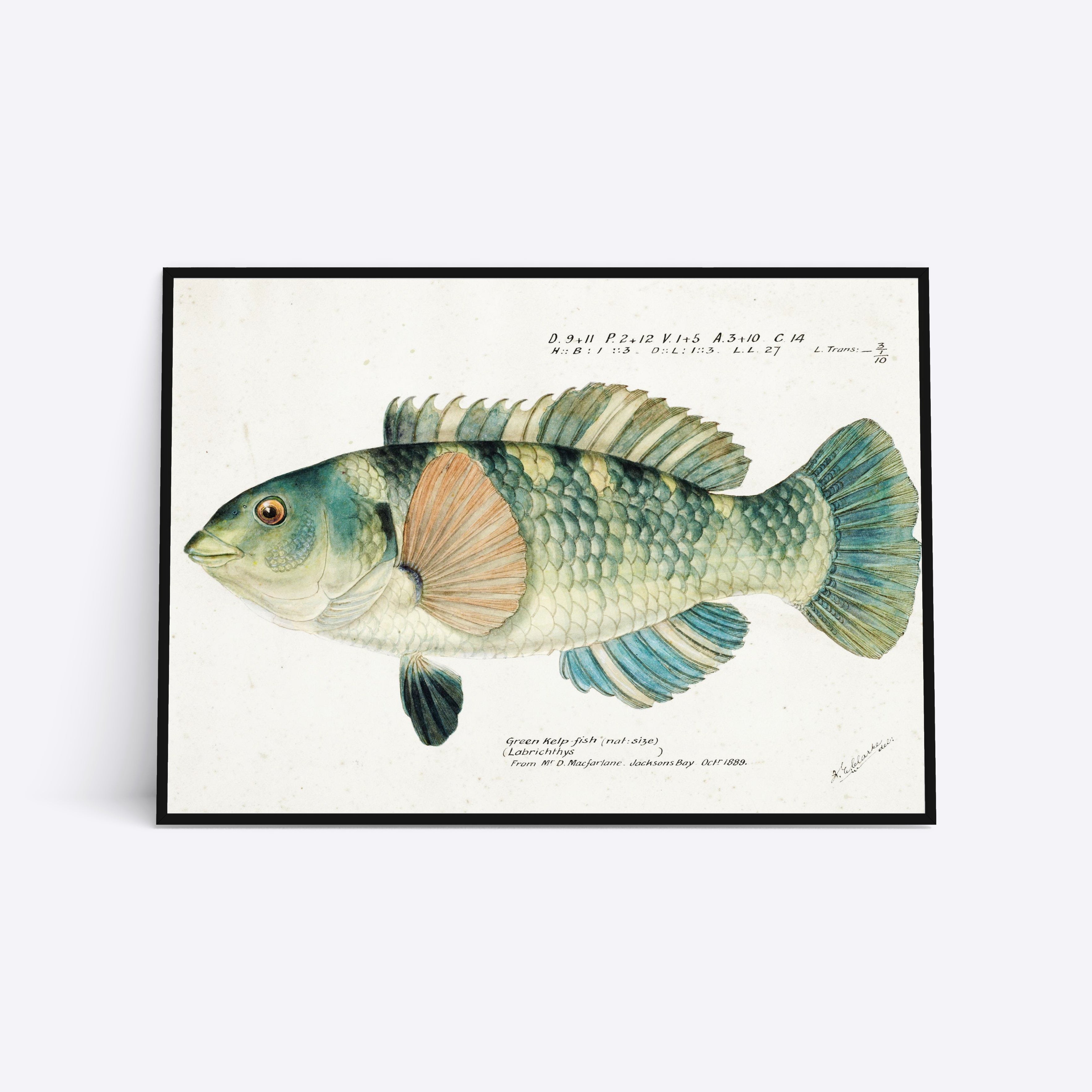 Se Green Kelp - 50x70 cm hos Poster Society