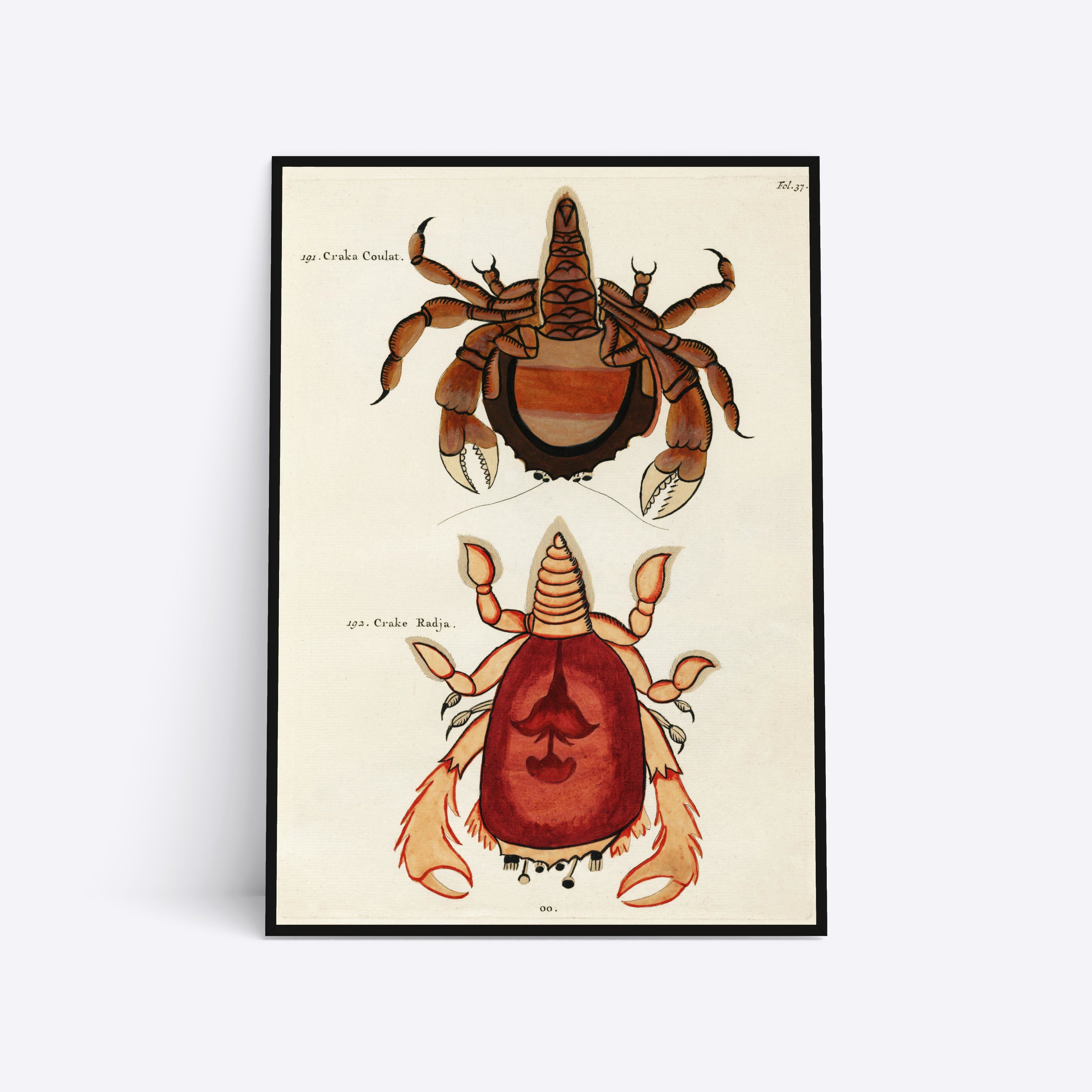 Se Crabs - 50x70 cm hos Poster Society