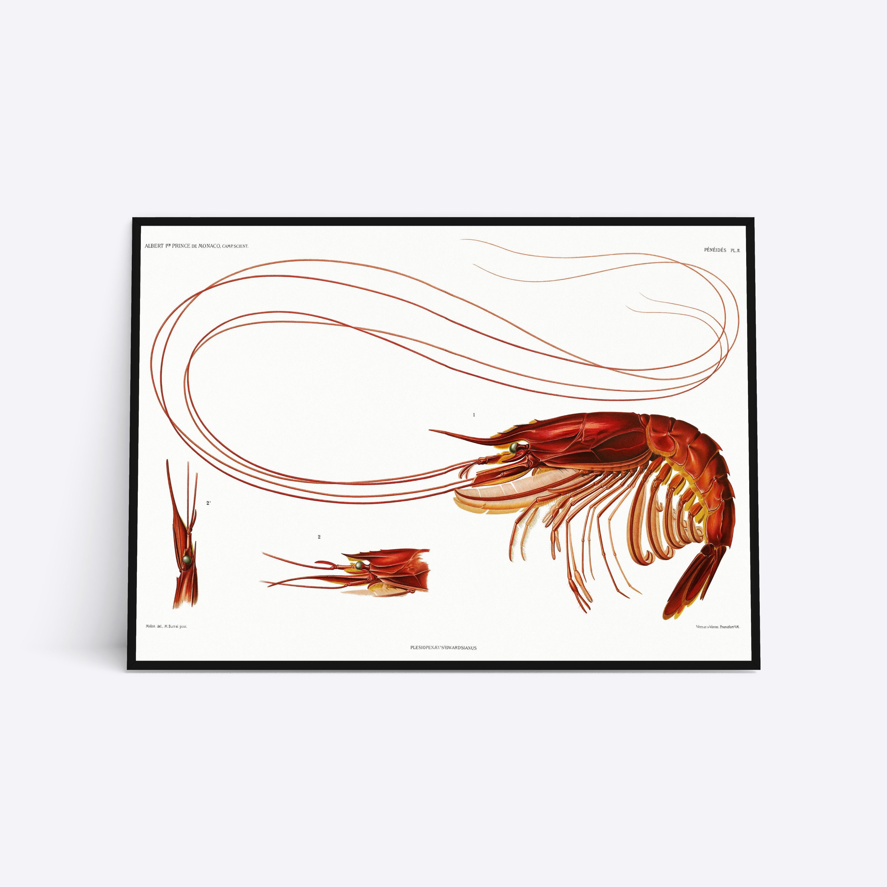 Se Lobster Vol. 2 - 21x30 cm hos Poster Society