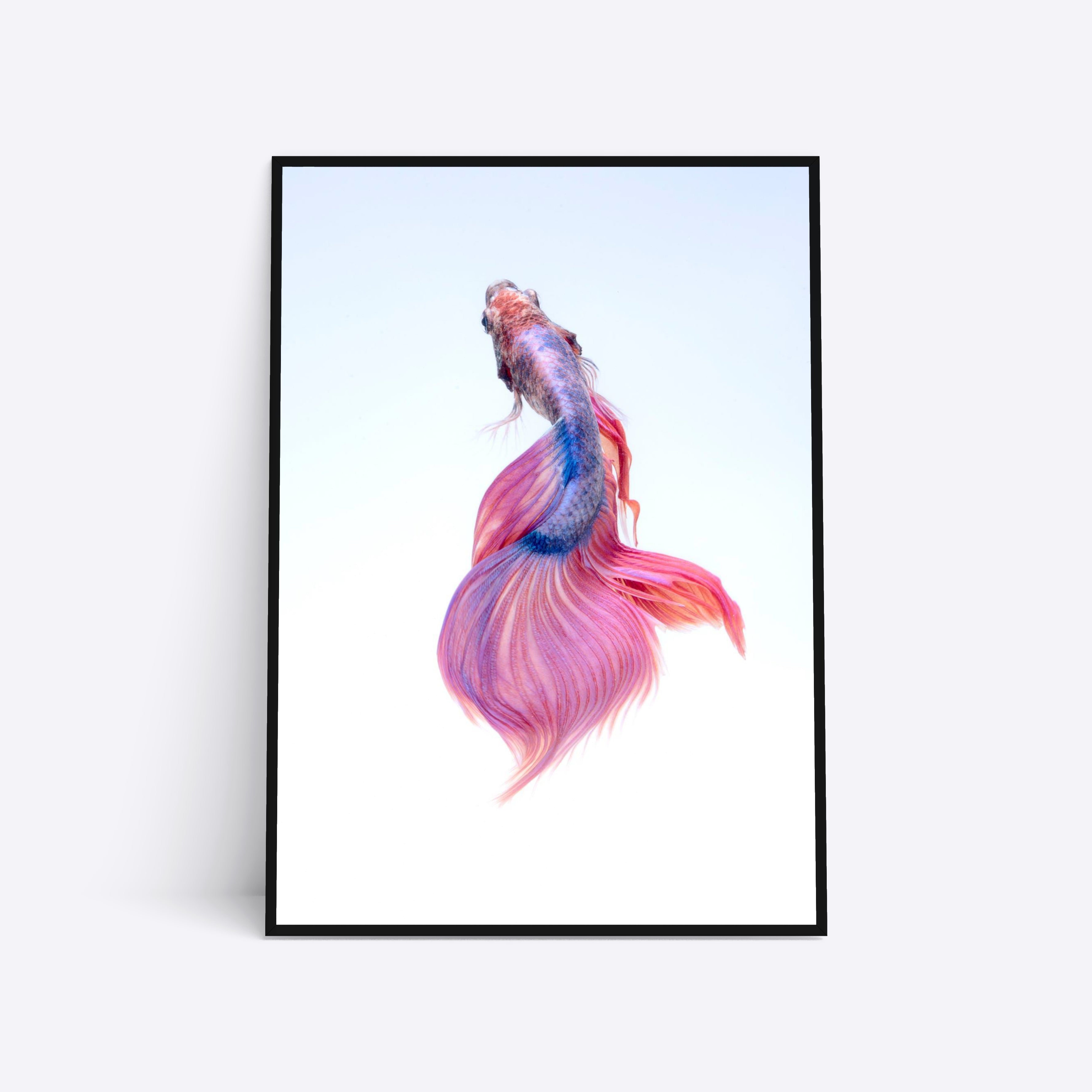 Billede af Purple Veilfish - 21x30 cm