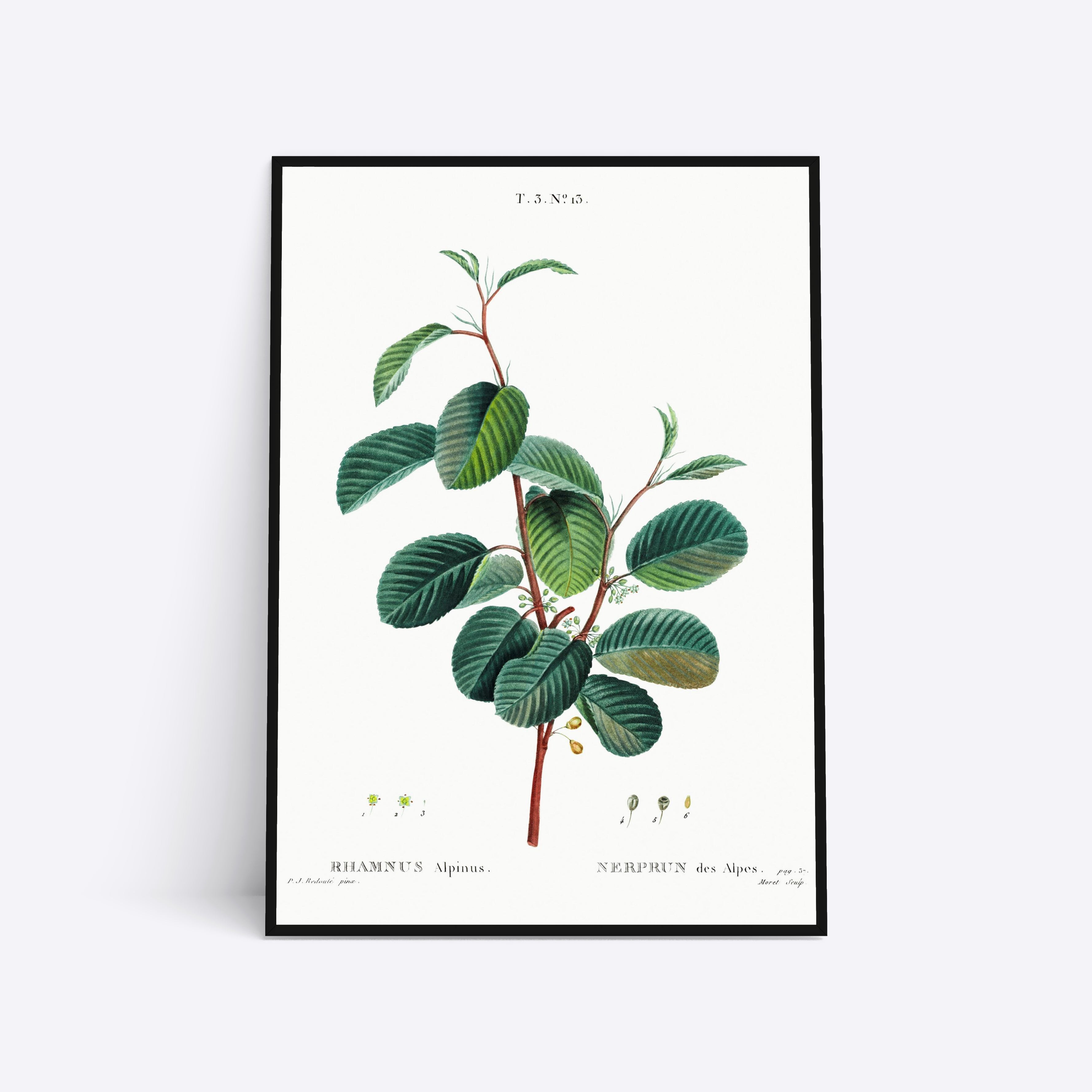 Se Rhamnus Alpinus - 30x40 cm hos Poster Society