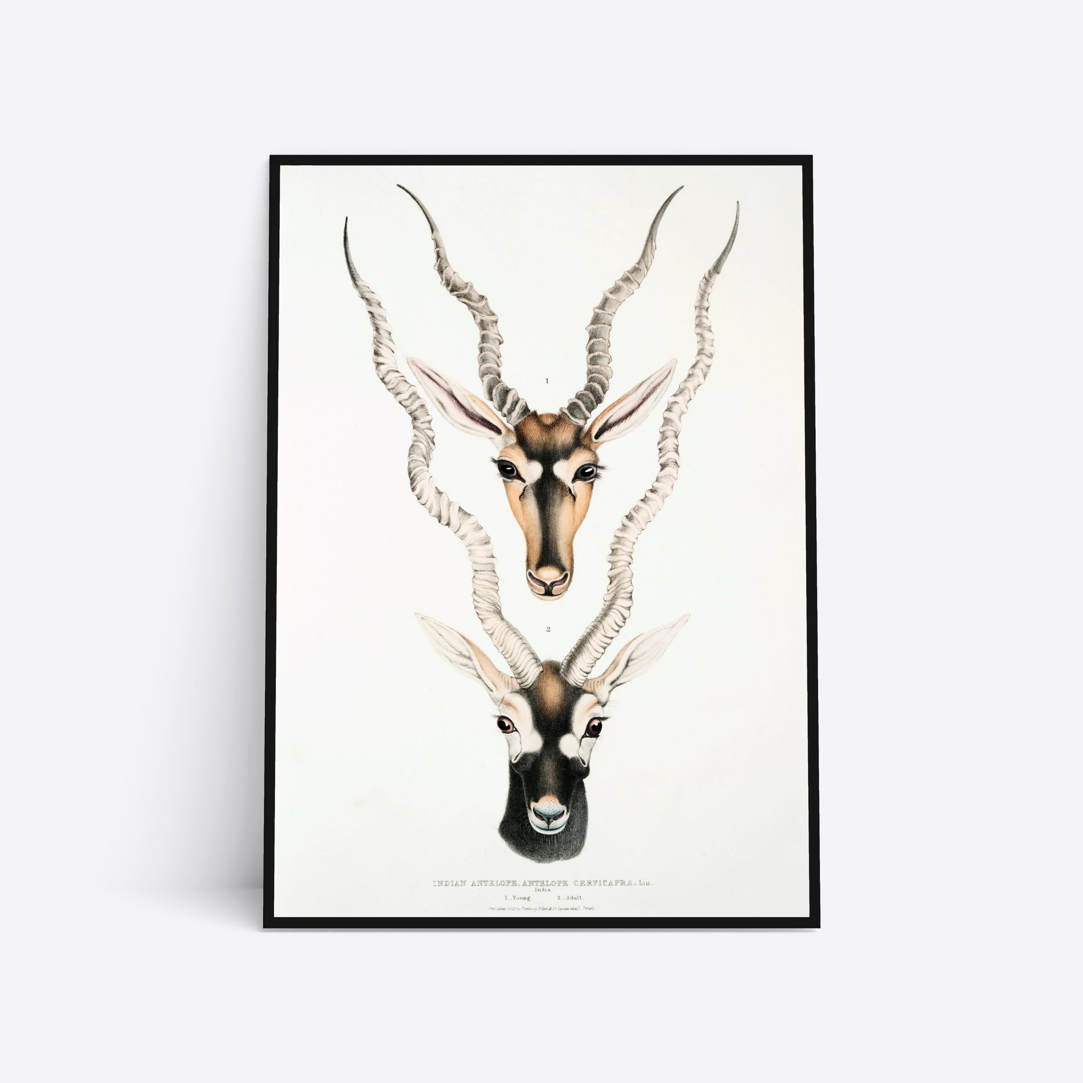 Billede af Indian Antelope - 70x100 cm