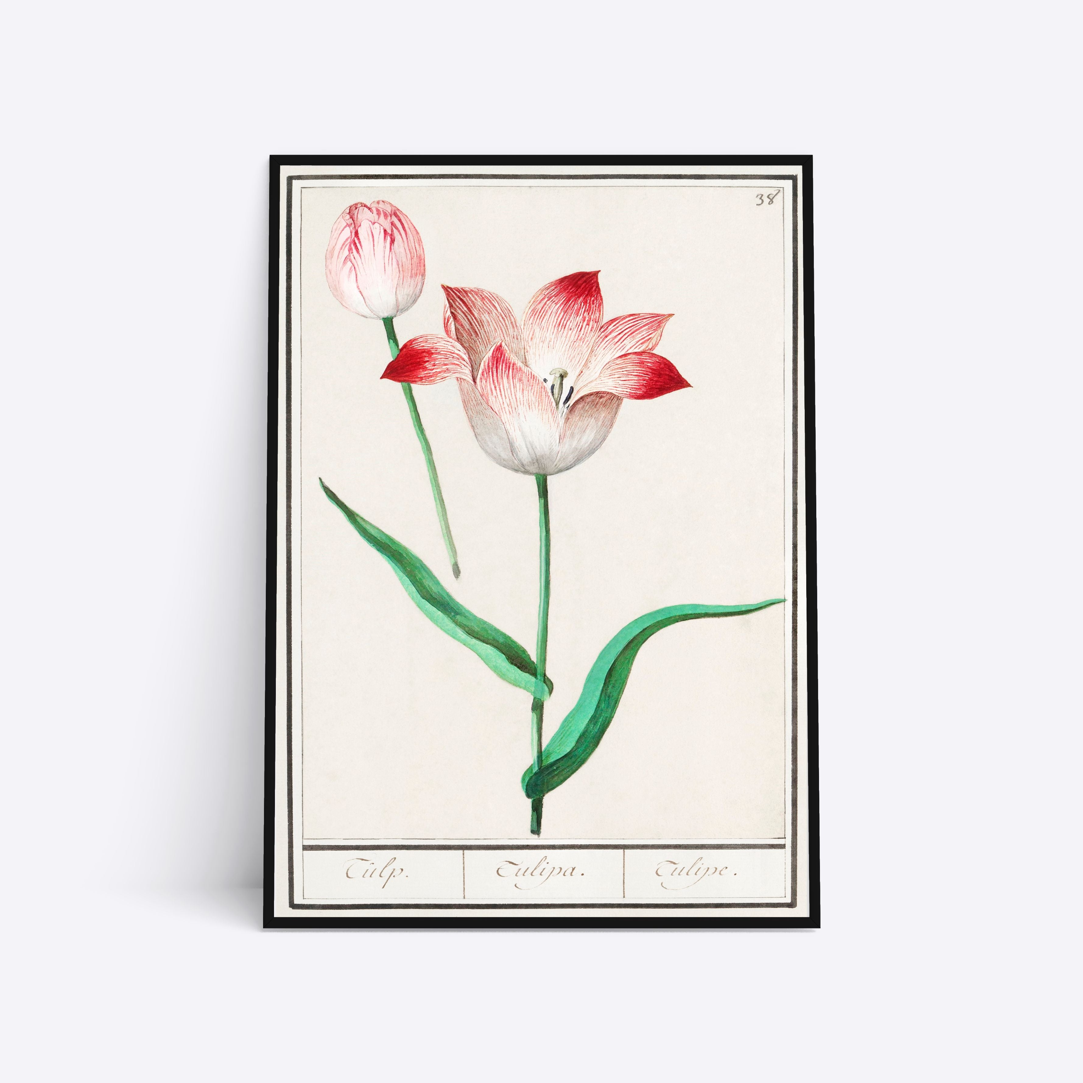 Se Tulip - 30x40 cm hos Poster Society