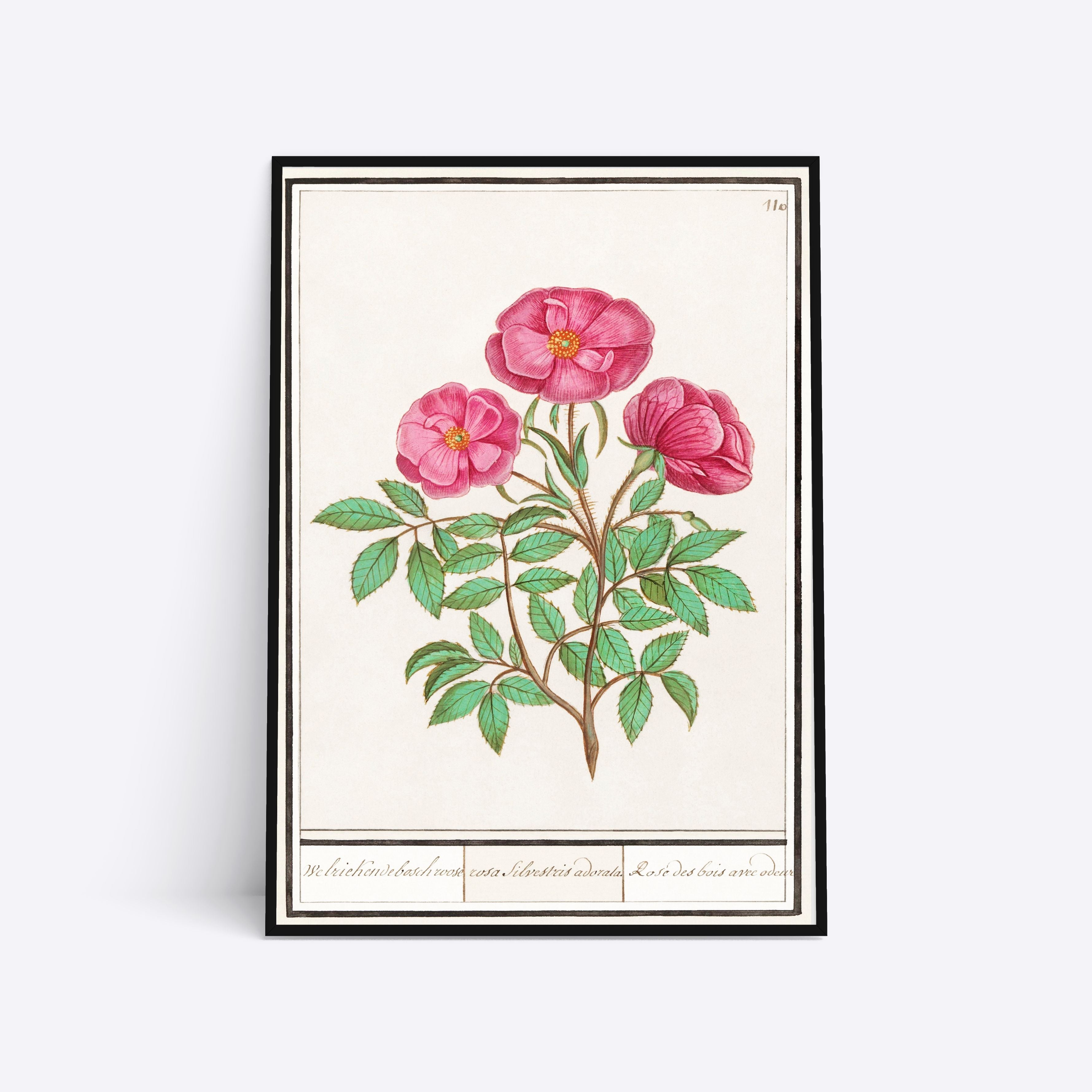 Billede af Rosa Silvestre - 21x30 cm