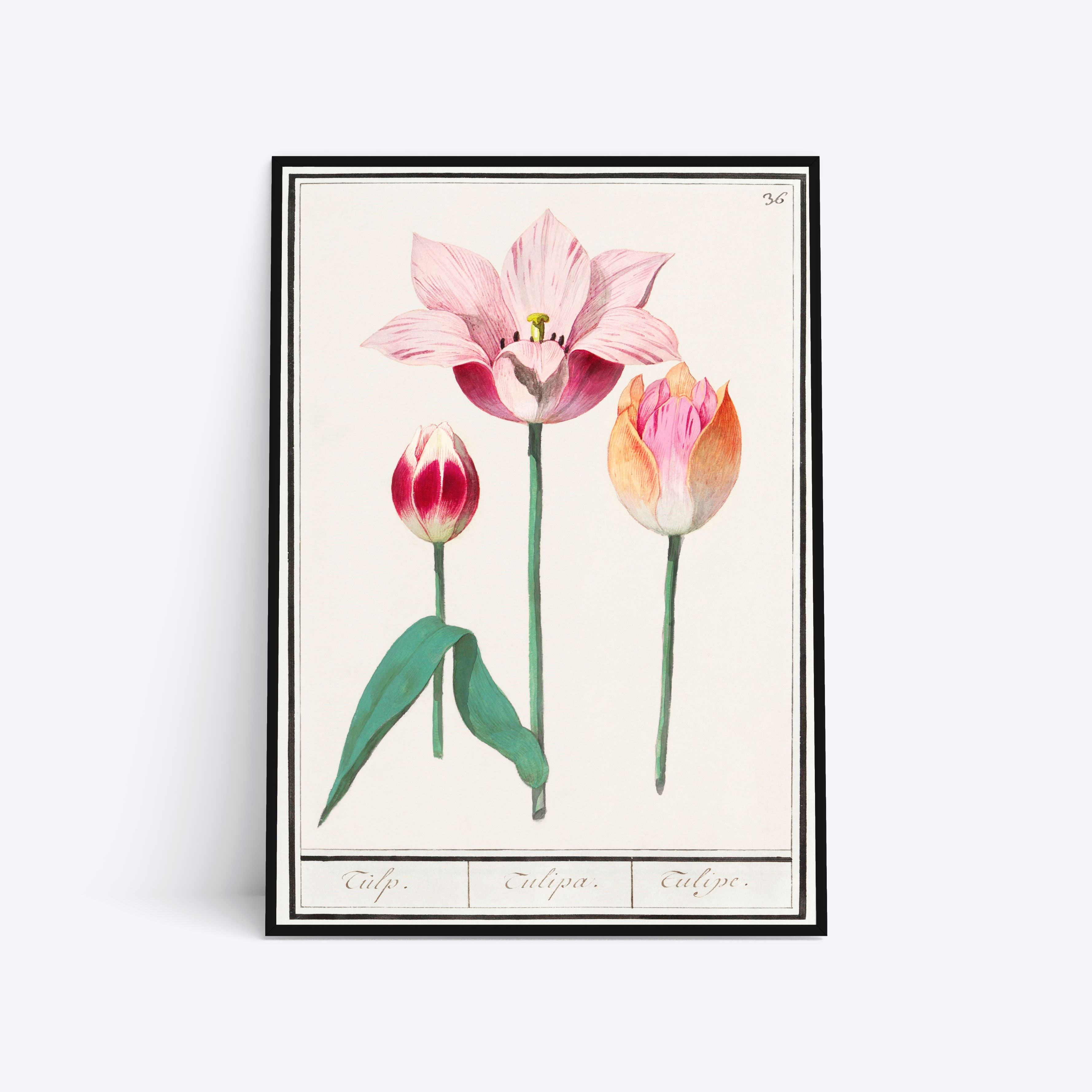 Billede af Three Tulips - 21x30 cm