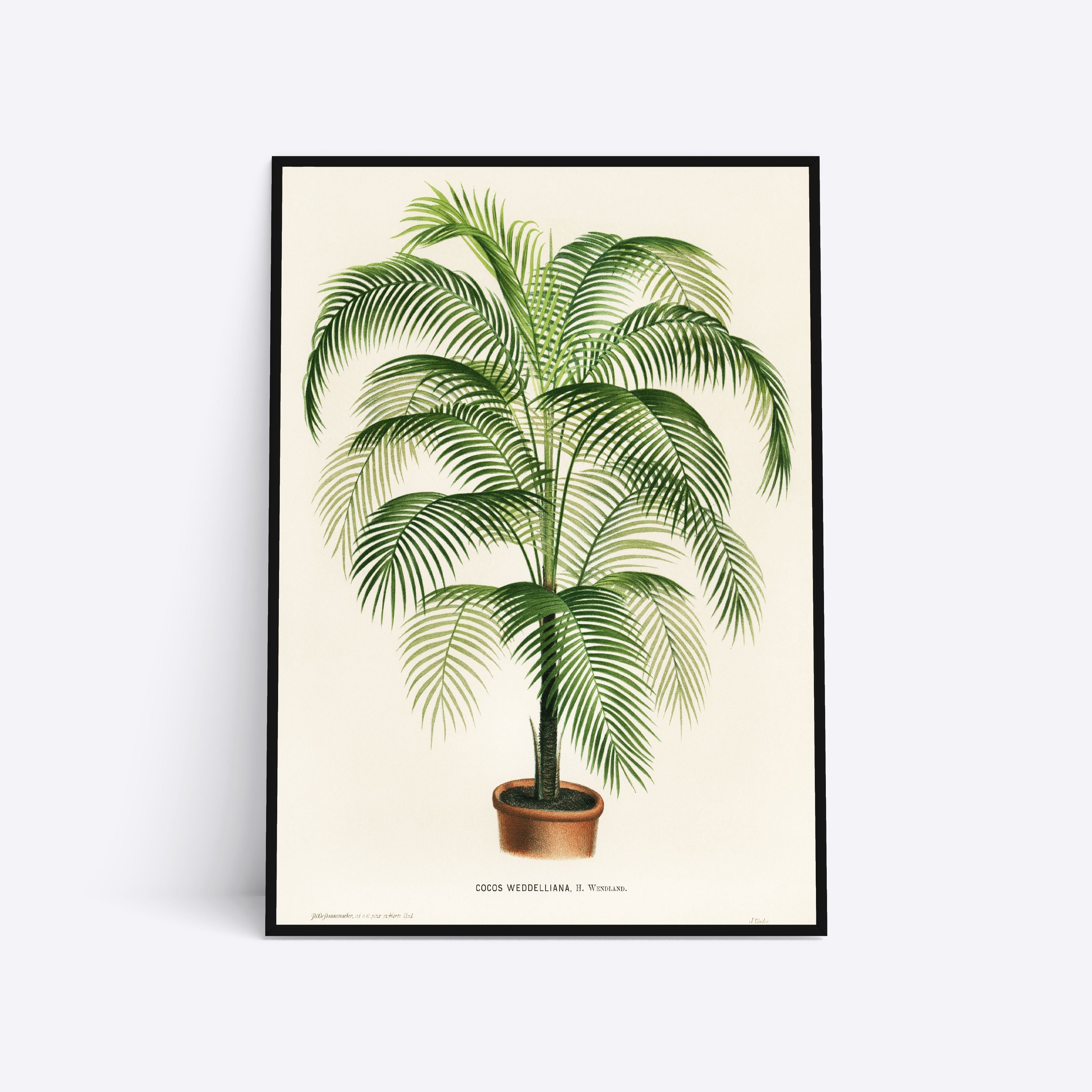 Se Coco Weddelliana - 50x70 cm hos Poster Society