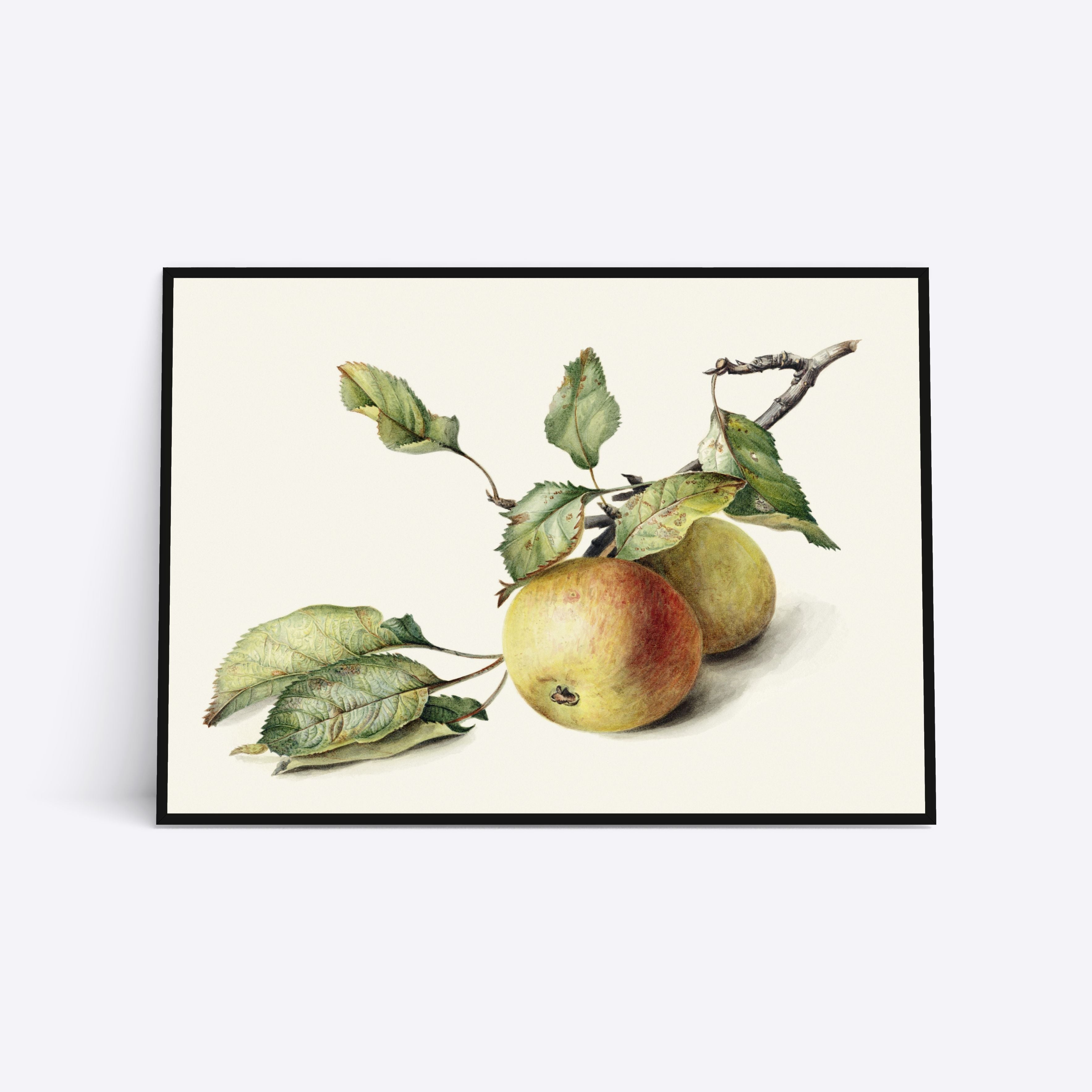 Billede af Apples - 21x30 cm