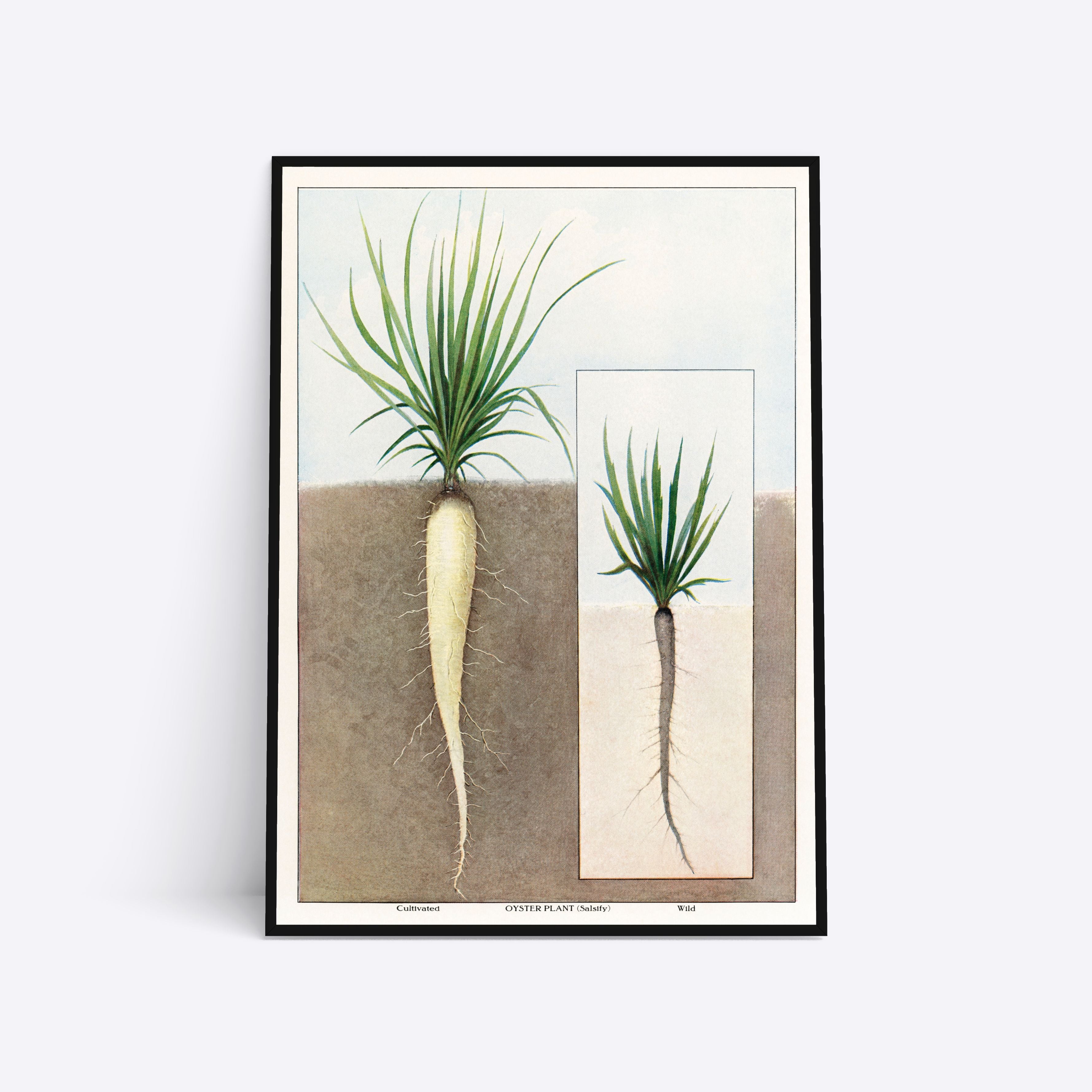 Se Oyster Plants - 21x30 cm hos Poster Society