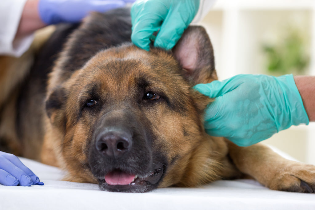 can leaky gut in dog cause ear infection