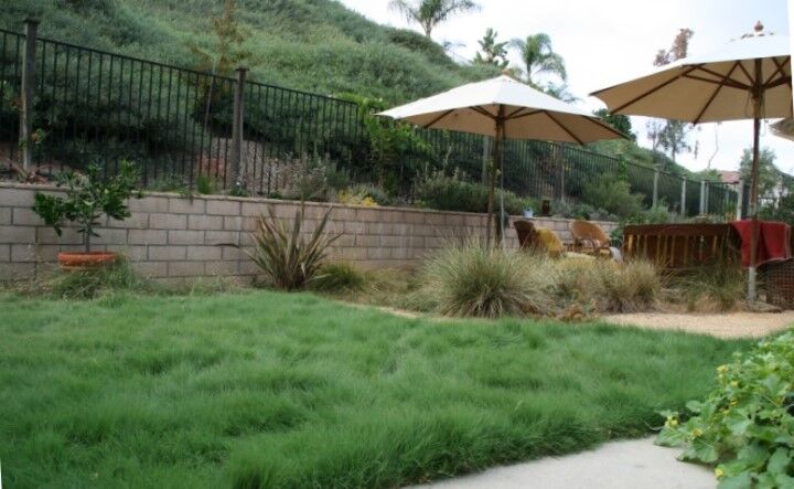 Three Eco Friendly Lawn Alternatives That Save Californialawnalternatives Com