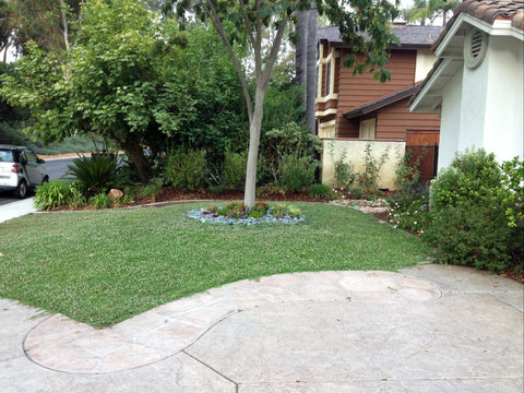 Kurapia Ground Cover residential lawn replacement front yard