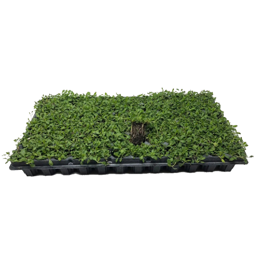 whooley thyme ground cover plug trays