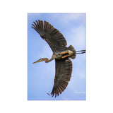 Great Blue Heron Flyby Fine Art Print