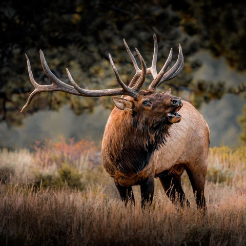large elk bugling