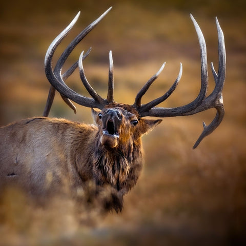 large elk antlers