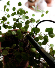 Water poured over a plant