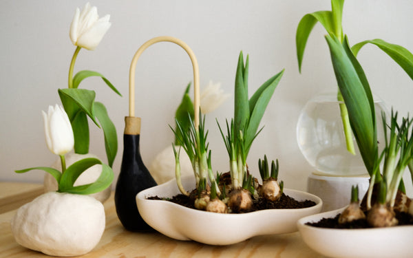 Flower arrangement with white tulips