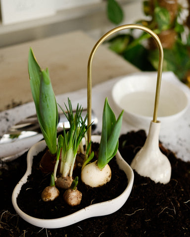 bulbs in a bowl from the top