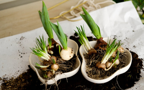 bulbs with roots