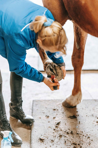 Caring for Horse on Farm