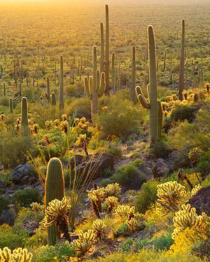 Kith for Columbia - Sonoran Desert 4