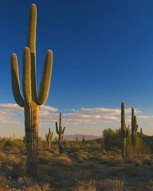 Erlebniswelt-fliegenfischenShops for Columbia - Sonoran Desert 1