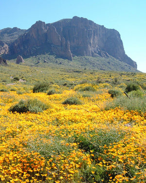 Erlebniswelt-fliegenfischenShops for Columbia - Sonoran Desert 7