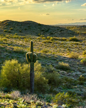 Kith for Columbia - Sonoran Desert 11