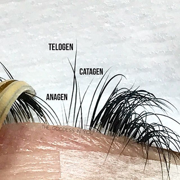 eyelash growth cycle and shedding