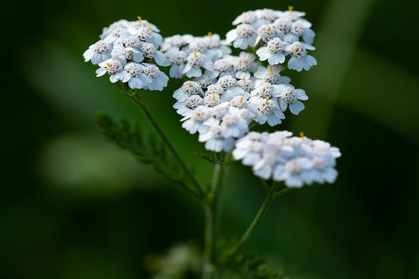 Achillea Millefolium Extract (Yarrow Extract) in skin care by bl lashes blink makeup remover