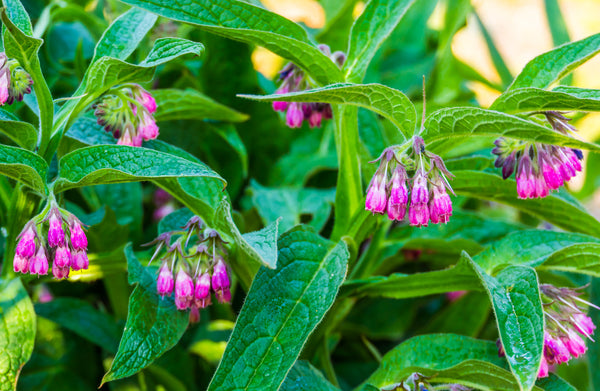 Allantoin extract - common comfrey plant used in lash care blink bl products