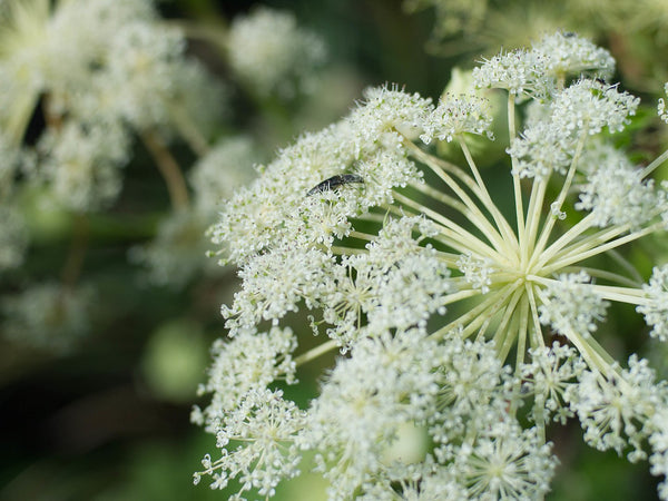 Angelica Dahurica Root Extract in korean skin care by blink bl lashes