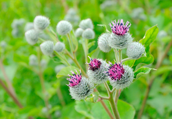 Arctium lappa, also known as greater burdock,gobō (牛蒡ゴボウ), edible burdock, lappa, beggar's buttons, thorny burr in korean skin care by bl blink lashes