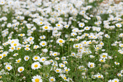 Bellis Perennis (Daisy) Flower Extract in skin care and bl lashes blink oil-free makeup remover