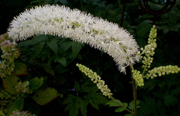 Black Cohosh (Actaea racemosa, also Cimicifuga racemosa) in korean skin care by blink bl lashes