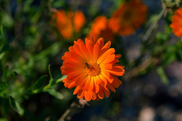 Calendula Officinalis Flower Extract (Marigold) in md advanced lash serum by bl blink lashes